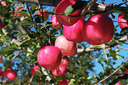 イメージ:弘前パークホテル周辺の魅力溢れる観光スポット